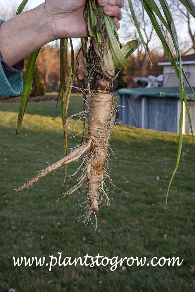 Mammoth Sandwich Island Salsify (Tragopogon porrifolius)
Ate these about 2 hours after the picture was taken.